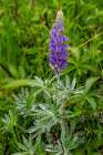 Common lupine wildflower in Utah Art Print